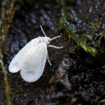 Whitefly pe căpșuni cum să lupte