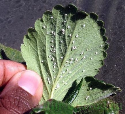 Whitefly pe căpșuni cum să lupte