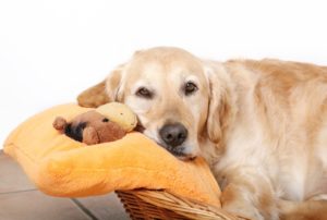 Вагітність собаки по днях тривалість, ознаки та особливості