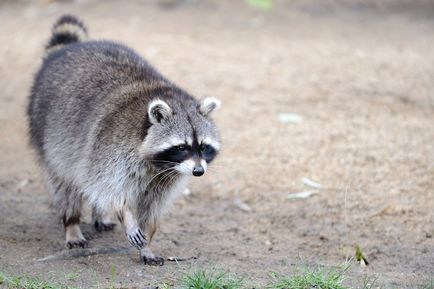 Rabia este o boală a animalelor 