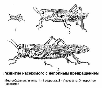 Biologia dezvoltării insectelor