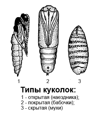 Biologia dezvoltării insectelor