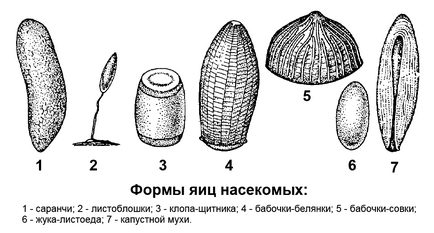 Biologia dezvoltării insectelor