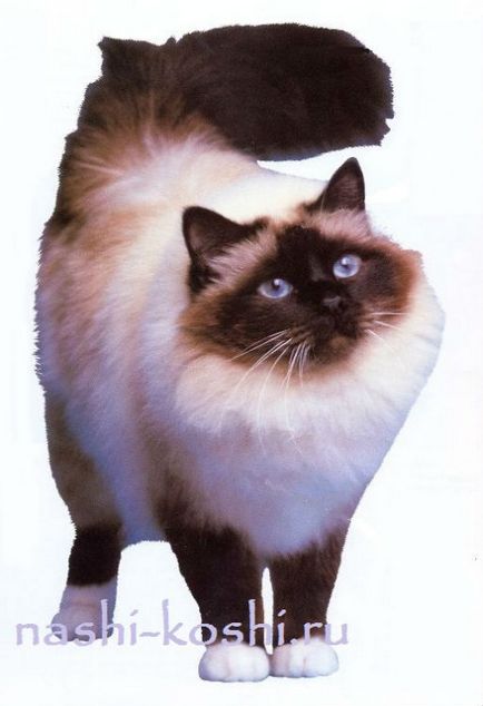 Бірманська напівдовгошерста - священна Бірма (фото, кішки, кошенята, про породу), все про кішок