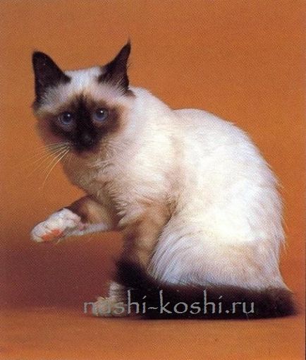 Бірманська напівдовгошерста - священна Бірма (фото, кішки, кошенята, про породу), все про кішок
