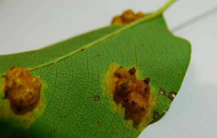 Betegségei levelek és gyümölcsök körte tünetek és a kezelés, Virágárus tanácsadás (kártevők és betegségek a növények) Betegségek levelek és gyümölcsök körte tünetek és a kezelés, Virágbolt Consulting
