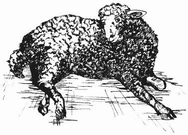 Boli ale ovinelor și caprinelor - necrobacterioză - cărți 