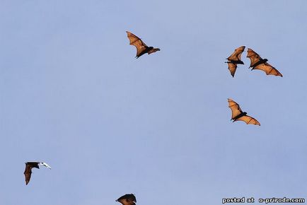 Nagy repülő róka - 20 kép - kép - képek természetes világ