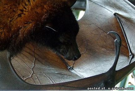 Велика летюча лисиця - 20 фото - картинки - фото світ природи