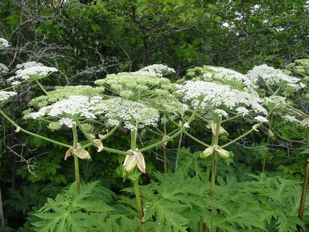 Heracleum mantegazzianum, обикновени, сибирски прилича на отровни растения, изгаря тревата,