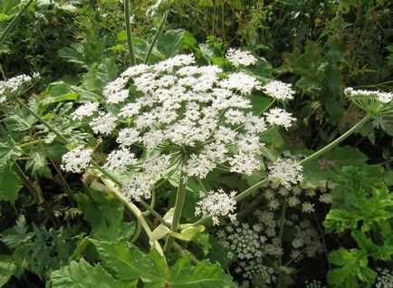 Heracleum mantegazzianum, обикновени, сибирски прилича на отровни растения, изгаря тревата,