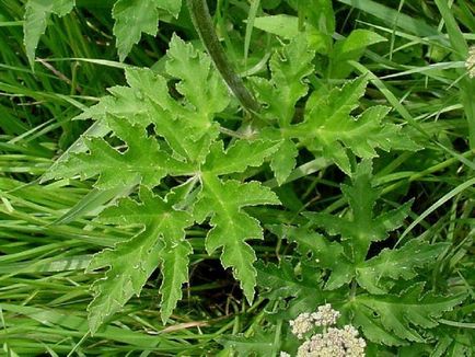 Heracleum mantegazzianum, обикновени, сибирски прилича на отровни растения, изгаря тревата,