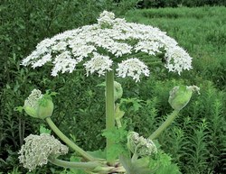 Heracleum mantegazzianum, обикновени, сибирски прилича на отровни растения, изгаря тревата,