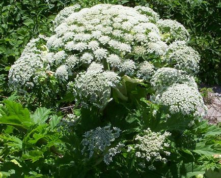 Heracleum mantegazzianum, обикновени, сибирски прилича на отровни растения, изгаря тревата,