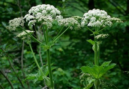 Heracleum mantegazzianum, обикновени, сибирски прилича на отровни растения, изгаря тревата,