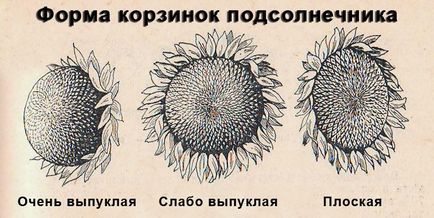 Caracteristicile botanice ale floarea-soarelui