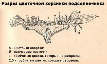 Ботаническата Слънчоглед функция