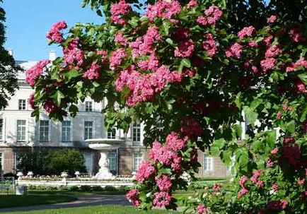 Глід посадка і догляд, види і сорти, фото