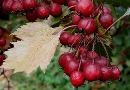 Hawthorn ültetés és gondozás, a fajok és fajták, fotók