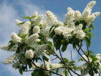 Hawthorn - ültetés, gondozás, metszés, szaporítás, termelő (tanya)