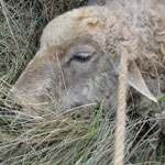 Braxy kórokozó juh és kecske, valamint a tünetek, diagnózis, kezelés, az ellenőrző intézkedések