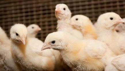 Broilers tüsszögés és zihálás oka, mint kezelni, és hogyan