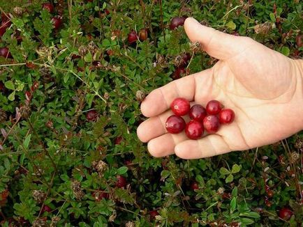 Lingonberry pentru rinichi și cum se prepară frunze în caz de boală