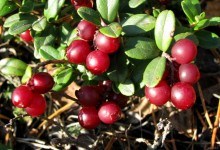 Lingonberry pentru muguri proprietăți de fructe de padure și frunze