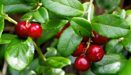 Lingonberry pentru muguri proprietăți de fructe de padure și frunze