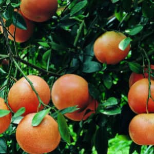 Proprietăți valoroase, pericol și mâncăruri de grapefruit, o rețetă pentru sănătate