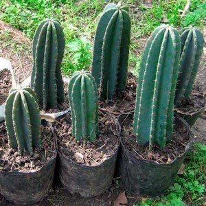 Cereus, cum să aibă grijă de cactus acasă