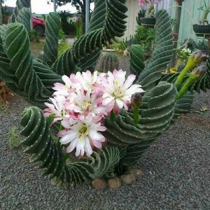 Cereus, cum să aibă grijă de cactus acasă