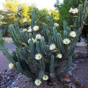 Cereus, cum să aibă grijă de cactus acasă