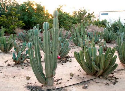 Saguaro otthoni gondozást, fotók