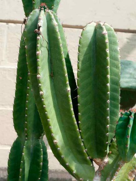 Saguaro otthoni gondozást, fotók