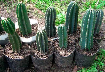 Saguaro otthoni gondozást, fotók