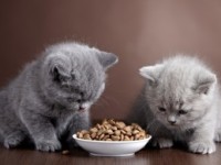 Ce să hrănești o pisică britanică - sfaturi de specialitate