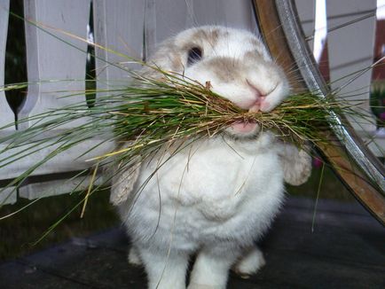 Чим годувати декоративного кролика в домашніх умовах - що вони їдять, яку траву можна давати, ніж