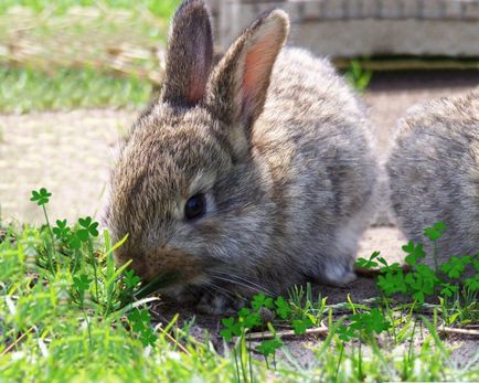Ce să hrăniți un iepure decorativ acasă - ceea ce mănâncă, ce fel de iarbă poate fi dat, decât