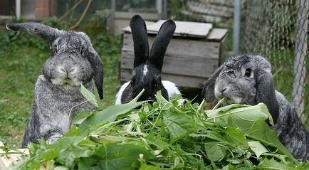 Чим годувати декоративного кролика в домашніх умовах - що вони їдять, яку траву можна давати, ніж