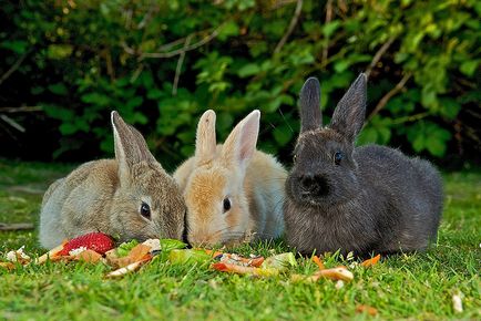 Ce să hrăniți un iepure decorativ acasă - ceea ce mănâncă, ce fel de iarbă poate fi dat, decât
