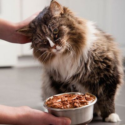 Ce să hrănești o pisică castratică, un meniu special în această perioadă