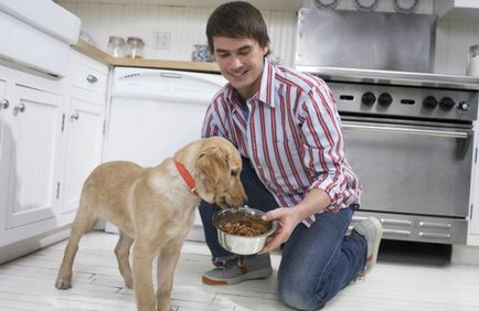 Cum să hrăniți un câine acasă cum este corect și de câte ori