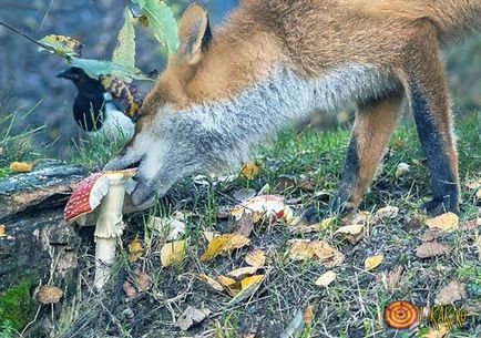 Ce se hrănește o vulpe sau o fotografie de vulpe erbivorous