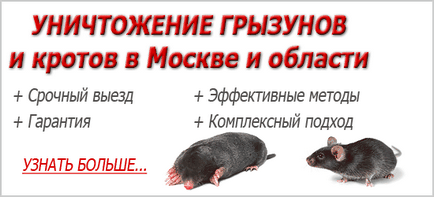Odată cu otrăvirea șobolanilor și șoarecilor cu cele mai bune medicamente și remedii populare