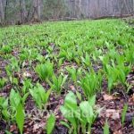 Cheremsha arata ca planta de usturoi, lewerda, unde creste o planta de urs