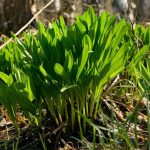 Cheremsha arata ca planta de usturoi, lewerda, unde creste o planta de urs