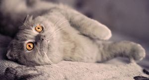 Strănut, nas curbat și sinuzită la pisici (miere neconvențională) - totul despre pisici și pisici cu dragoste
