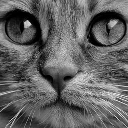 Чхання, нежить і синусит у кішок (нетрадиційна мед) - все про котів і кішок з любов'ю