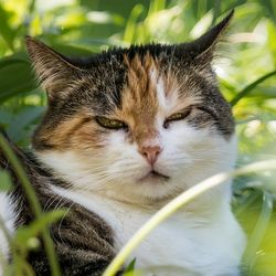 Tüsszögés, orrfolyás és sinus fertőzés a macskák (alternatív med) - szól macskák és macskák szeretettel